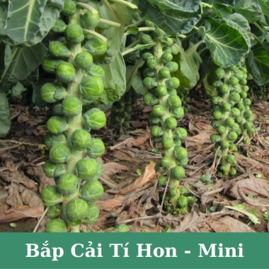 Hạt giống bắp cải tí hon mini F1 giàu dinh dưỡng - Giá chỉ 12.900₫, giảm tới 19%