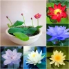 Hạt Giống Sen Mini Nhật Full Màu - Tặng Kích Mầm, Giá 9.999₫, Khuyến Mãi 2