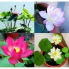 Hạt Giống Sen Mini Nhật Full Màu - Tặng Kích Mầm, Giá 9.999₫, Khuyến Mãi 6