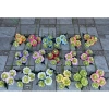 Hoa Bảo Thạch giả 1 cành 4 bông dài 70cm cao cấp - Giá chỉ 29.500đ, giảm mạnh 4