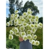 Hoa Bảo Thạch giả 1 cành 4 bông dài 70cm cao cấp - Giá chỉ 29.500đ, giảm mạnh 5