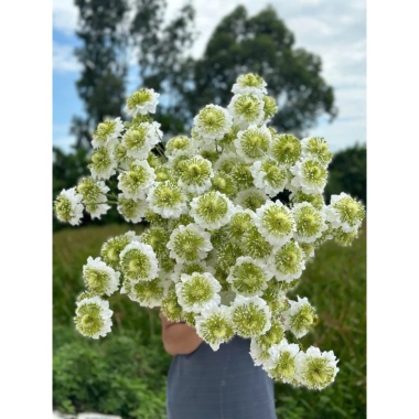 Hoa Bảo Thạch giả 1 cành 4 bông dài 70cm cao cấp - Giá chỉ 29.500đ, giảm mạnh 5