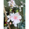 Hoa Đào Rừng 5 Cánh - Bó Cắm Tết 1 Bó Nở Dần, Trang Trí Nhà, Giá 115k 3