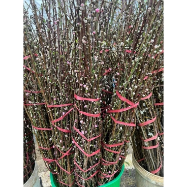 Hoa Đào Rừng 5 Cánh - Bó Cắm Tết 1 Bó Nở Dần, Trang Trí Nhà, Giá 115k 4 Hoa Đào Rừng 5 Cánh - Bó Cắm Tết 1 Bó Nở Dần, Trang Trí Nhà, Giá 115k 4