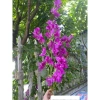 Hoa giả Cành hoa giấy đẹp - Giàn hoa trang trí siêu đẹp, giá chỉ 10.000₫ 6