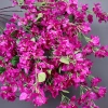 Hoa giả cành hoa giấy giống thật - Trang trí nhà cửa, decor sang trọng, giảm giá 38.000 VND 5