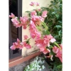 Hoa giả giấy ngũ sắc cao 1m, nhiều màu bền đẹp, decor phòng, giá 7.000₫ 4