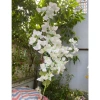 Hoa giả giấy ngũ sắc cao 1m, nhiều màu bền đẹp, decor phòng, giá 7.000₫ 5