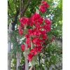 Hoa giả giấy ngũ sắc cao 1m, nhiều màu bền đẹp, decor phòng, giá 7.000₫ 6