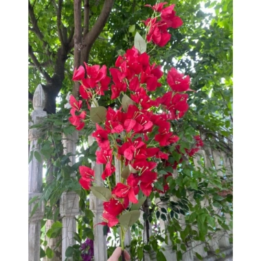 Hoa giả giấy ngũ sắc cao 1m, nhiều màu bền đẹp, decor phòng, giá 7.000₫ 6 Hoa giả giấy ngũ sắc cao 1m, nhiều màu bền đẹp, decor phòng, giá 7.000₫ 6