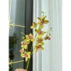 Hoa lan giả cao su cành dài 80cm - Lan Thái sang trọng, giảm giá 45.999 VND 2