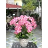 Hoa Lan Hồ Điệp 3D 9 bông - Hoa giả lụa cao cấp, decor nhà, chỉ 14.555₫ 2