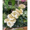 Hoa Lan Hồ Điệp 3D 9 bông - Hoa giả lụa cao cấp, decor nhà, chỉ 14.555₫ 7