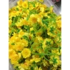 Hoa mai chùm 0,5kg + hoa đào chùm giả L2 - Trang trí Tết siêu rẻ 31.000₫ 2
