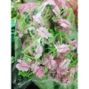 Hoa mai chùm 0,5kg + hoa đào chùm giả L2 - Trang trí Tết siêu rẻ 31.000₫ 4