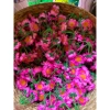 Hoa Mai Giả & Hoa Đào Giả Trang Trí Tết - Siêu Đẹp, Chất Lượng, Giá Rẻ 27.000 VND 6