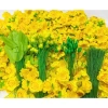 Hoa Mai Giả & Hoa Đào Giả Trang Trí Tết - Siêu Đẹp, Chất Lượng, Giá Rẻ 27.000 VND 10