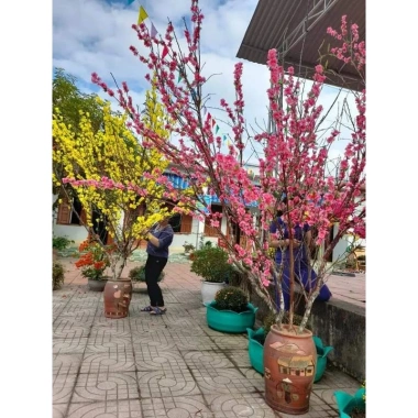Hoa Mai và Đào Lụa Giả Trang Trí Tết - Decor Hội Chợ Xuân Giá 26.400₫ 7