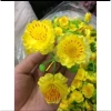 Hoa Mai và Hoa Đào Giả 1kg Trang Trí Tết Cổ Truyền - Giá Ưu Đãi 40.000 VNĐ 6