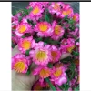 Hoa Mai và Hoa Đào Giả 1kg Trang Trí Tết Cổ Truyền - Giá Ưu Đãi 40.000 VNĐ 8
