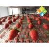 Hỏa Tốc 500g Dâu Tây Sấy Giòn Loại 1 Đà Lạt Chua Ngọt Giòn Tan Giá 78.000đ 9