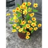 Hoả Tốc Cây hoa mai đào mini 50cm để bàn - Trang trí Tết siêu đẹp, chỉ 45.000đ 3