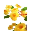 Hoả Tốc Cây hoa mai đào mini 50cm để bàn - Trang trí Tết siêu đẹp, chỉ 45.000đ 5