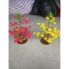 Hoả Tốc Cây hoa mai đào mini 50cm để bàn - Trang trí Tết siêu đẹp, chỉ 45.000đ 6