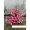 Hoả Tốc Cây hoa mai đào mini 50cm để bàn - Trang trí Tết siêu đẹp, chỉ 45.000đ 7