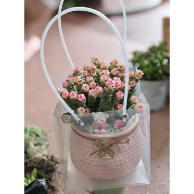 Hỏa Tốc Chậu Cây Để Bàn Trồng Sẵn và Túi Đựng Quà, Nhận Lời Chúc Yêu Thương - Giảm Giá Đặc Biệt 75k 5