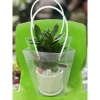 Hỏa Tốc Chậu Cây Để Bàn Trồng Sẵn và Túi Đựng Quà, Nhận Lời Chúc Yêu Thương - Giảm Giá Đặc Biệt 75k 6