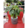 Hỏa Tốc Chậu Cây Để Bàn Trồng Sẵn và Túi Đựng Quà, Nhận Lời Chúc Yêu Thương - Giảm Giá Đặc Biệt 75k 7
