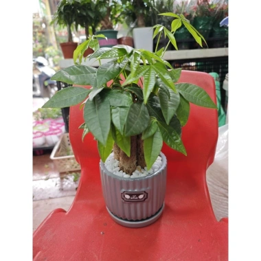 Hỏa Tốc Chậu Cây Để Bàn Trồng Sẵn và Túi Đựng Quà, Nhận Lời Chúc Yêu Thương - Giảm Giá Đặc Biệt 75k 7
