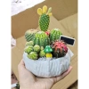 Hỏa Tốc Chậu Cây Để Bàn Trồng Sẵn và Túi Đựng Quà, Nhận Lời Chúc Yêu Thương - Giảm Giá Đặc Biệt 75k 9