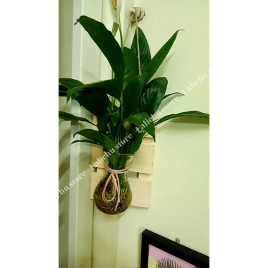 Kệ gỗ treo tường sang trọng kèm lọ hoa trang trí - Giá chỉ 15.000đ, giảm từ 19.500đ 6