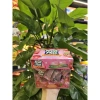 Kẹo mềm Fruit Plus hộp mika 100g - Giá ưu đãi 37.050₫, đa vị ngon 3