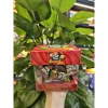 Kẹo mềm Fruit Plus hộp mika 100g - Giá ưu đãi 37.050₫, đa vị ngon 6