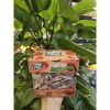 Kẹo mềm Fruit Plus hộp mika 100g - Giá ưu đãi 37.050₫, đa vị ngon 8