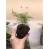 Kim Thủy Tùng Mini Trồng Terarium - Cây Tiểu Cảnh Bán Cạn Giá 45.000 dong Giảm Sốc