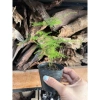 Kim Thủy Tùng Mini Trồng Terarium - Cây Tiểu Cảnh Bán Cạn Giá 45.000 dong Giảm Sốc 2
