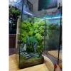 Kim Thủy Tùng Mini Trồng Terarium - Cây Tiểu Cảnh Bán Cạn Giá 45.000 dong Giảm Sốc 3