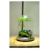 Kim Thủy Tùng Mini Trồng Terarium - Cây Tiểu Cảnh Bán Cạn Giá 45.000 dong Giảm Sốc 5