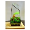 Kim Thủy Tùng Mini Trồng Terarium - Cây Tiểu Cảnh Bán Cạn Giá 45.000 dong Giảm Sốc 6