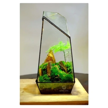 Kim Thủy Tùng Mini Trồng Terarium - Cây Tiểu Cảnh Bán Cạn Giá 45.000 dong Giảm Sốc