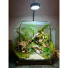 Kim Thủy Tùng Mini Trồng Terarium - Cây Tiểu Cảnh Bán Cạn Giá 45.000 dong Giảm Sốc 7