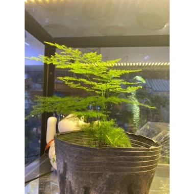 Kim Thủy Tùng Mini Trồng Terarium - Cây Tiểu Cảnh Bán Cạn Giá 45.000 dong Giảm Sốc