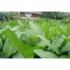 Lá Dong tươi gói bánh chưng, tét, giò, xôi kèm lạt Giang 100-200-300 lá chỉ 80.000₫