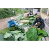 Lá Dong tươi gói bánh chưng, tét, giò, xôi kèm lạt Giang 100-200-300 lá chỉ 80.000₫ 3