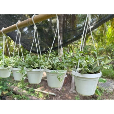 Lan hạt dưa cẩm thạch mini - Cây treo, lá xanh mướt, chậu nhựa xinh, giảm giá 35k 6