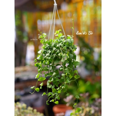 Lan hạt dưa mini treo trang trí cửa sổ phòng ngủ: Dễ trồng, dễ chăm sóc, chỉ 45.000đ 3
